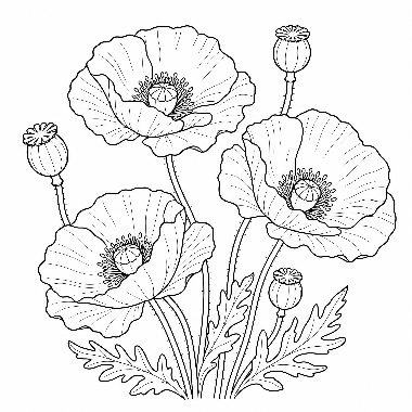 Line drawing of blooming poppy flowers with detailed petals, seed pods, and leaves on tall stems.