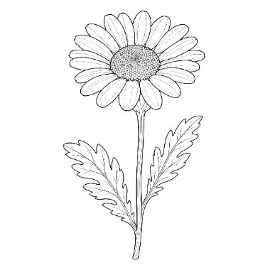 Line drawing of a single daisy flower on a long stem with two serrated leaves.
