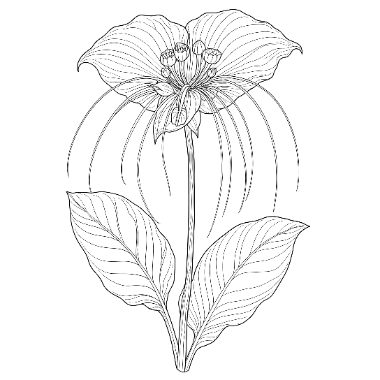 Line drawing of a large three-petaled flower with thin curved stamens above three broad veined leaves on a stem.