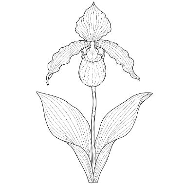 Line drawing of a lady slipper orchid with a pouch-shaped bloom, curved petals, tall stem, and two large ribbed leaves.