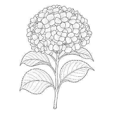 Line drawing of a hydrangea flower with clustered blossoms on a stem with several leaves.