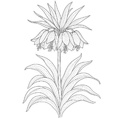 Line drawing of a crown imperial flower with drooping bell blooms atop a tall stem, topped by leafy bracts, above long slender leaves.