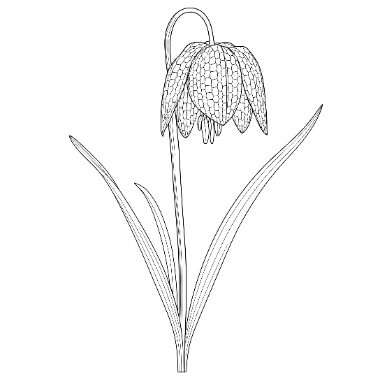 Line drawing of a drooping bell-shaped flower with checkered petal pattern on a tall stem with long slender leaves.