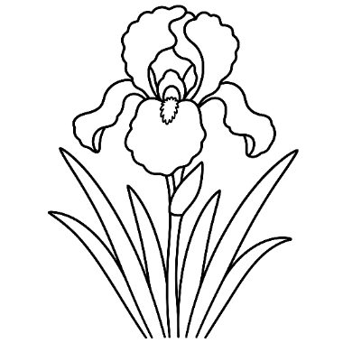 Line drawing of a large iris flower with a bud, above pointed leaves and a stem.
