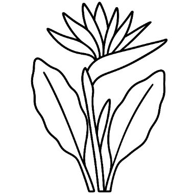 Line drawing of a bird of paradise flower with pointed petals atop a tall stem surrounded by large leaves.
