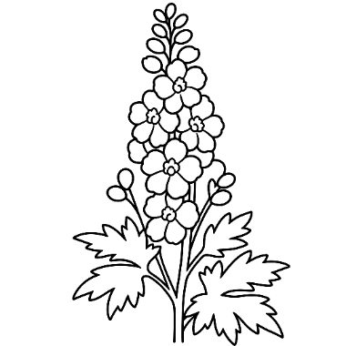 Line drawing of a tall flower stalk with clustered blossoms and buds, surrounded by lobed leaves at the base.